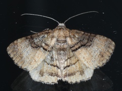 Aporoctena