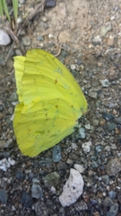 Coliadinae