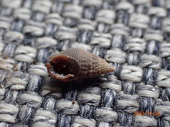 Nassarius moestus