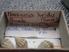 Nassarius graphiterus