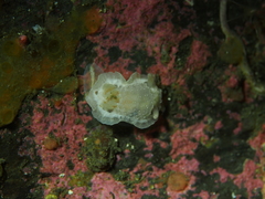 Goniodoris nodosa