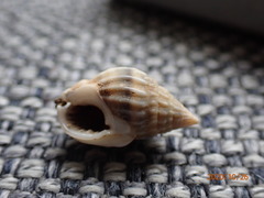 Nassarius graphiterus