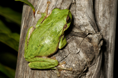 Hyla sarda