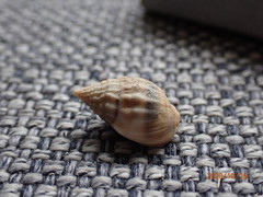 Nassarius graphiterus