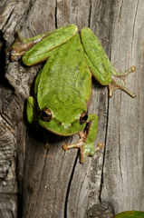 Hyla sarda