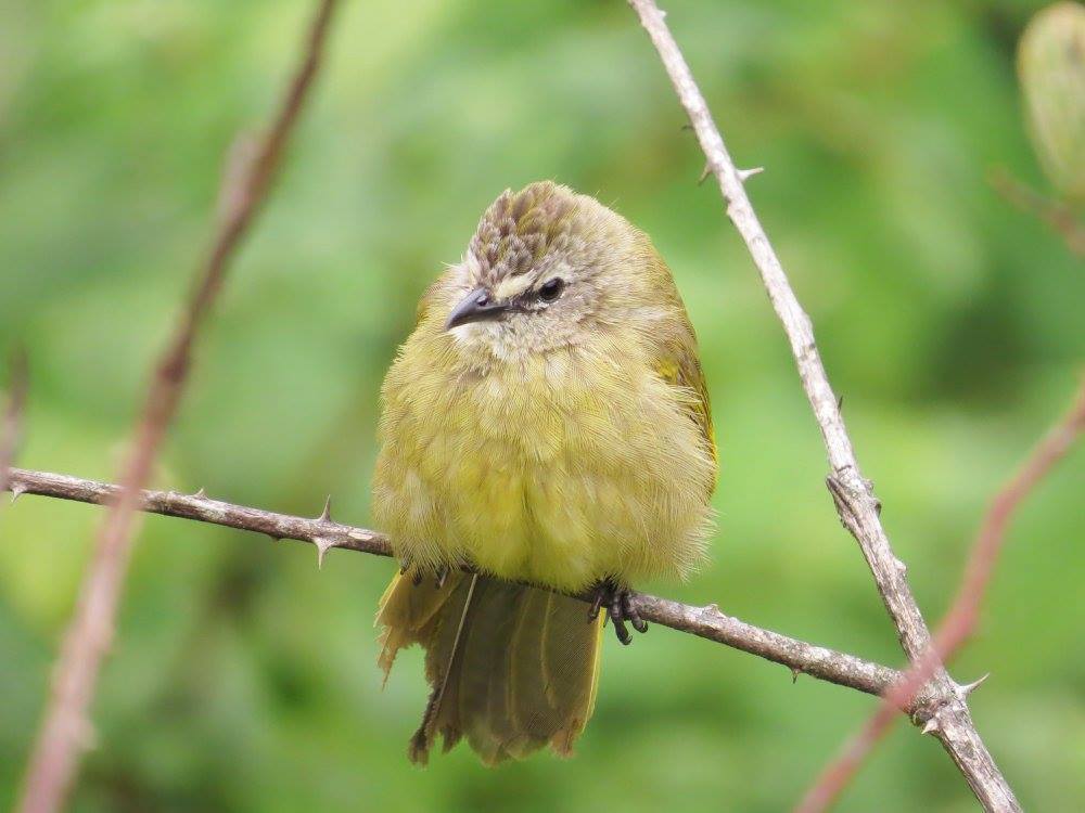 Flavescent Bulbul (Pycnonotus flavescens) photo
