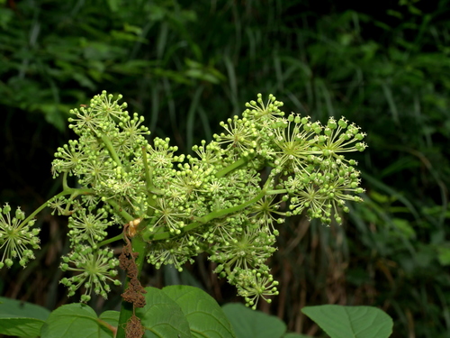 Image of Aralia cordata by (c) Jacy Chen, some rights reserved (CC BY)