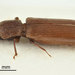 Lyctus brunneus - Photo (c) lucanus, alguns direitos reservados (CC BY-NC)