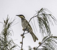 Gavicalis fasciogularis