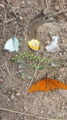 Lepidoptera