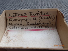 Turrilatirus turritus