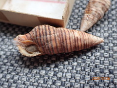 Turrilatirus turritus