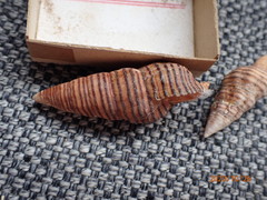 Turrilatirus turritus