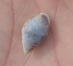 Pythia