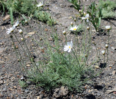 Anthemis fruticulosa