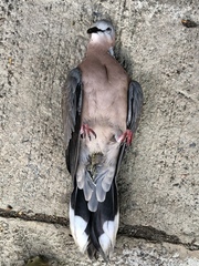 Streptopelia chinensis