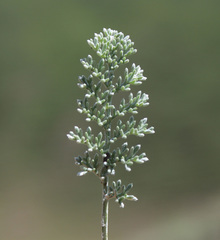 Anthemis fruticulosa