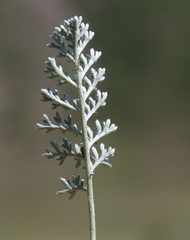 Anthemis fruticulosa