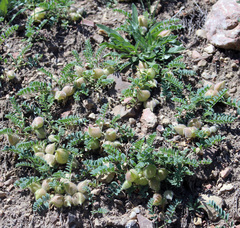 Astragalus biebersteinii
