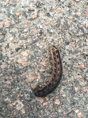 Lepidoptera