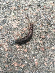 Lepidoptera
