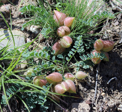 Astragalus biebersteinii
