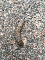 Lepidoptera