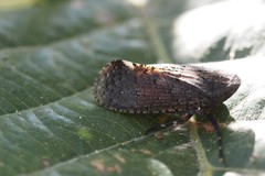 Penthicodes pulchellus