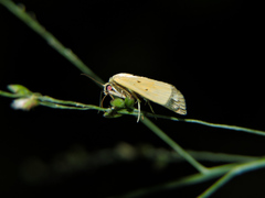 Marimatha nigrofimbria