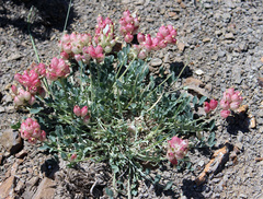 Astragalus calycinus