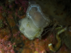 Goniodoris nodosa