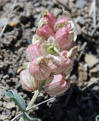 Astragalus calycinus