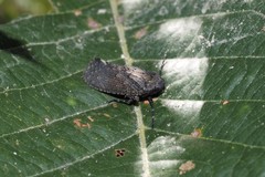 Penthicodes pulchellus