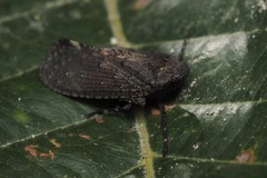 Penthicodes pulchellus