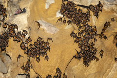 Hipposideros larvatus