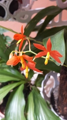 Prosthechea vitellina