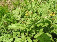 Erucastrum austroafricanum