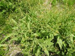 Erucastrum austroafricanum