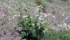 Crambe grandiflora
