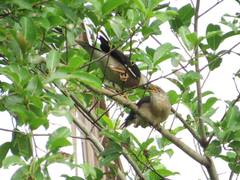 Acridotheres leucocephalus