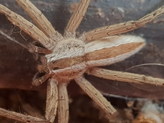 Pseudomicrommata longipes