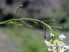 Crambe grandiflora