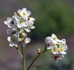 Crambe grandiflora