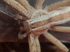 Pseudomicrommata longipes