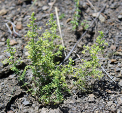 Galium brachyphyllum