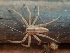 Pseudomicrommata longipes