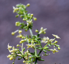 Galium brachyphyllum