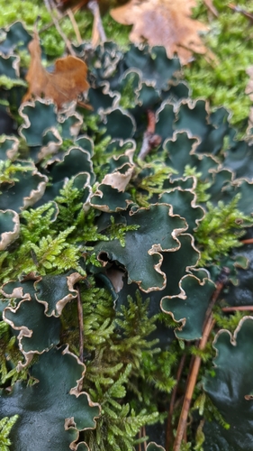 veinless pelt lichen