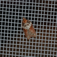 Acleris celiana
