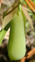 Crotalaria purshii